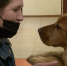 Спаниель Батлер стал талисманом новгородского поисково-спасательного отряда - 53news.Ru