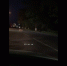 В городской черте Великого Новгорода были замечены кабаны - 53news.Ru