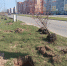 Высадка деревьев на Большой Московской - Сетевое издание Генплан Великого Новгорода