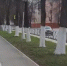 Побелка деревьев - Сетевое издание Генплан Великого Новгорода