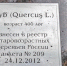 Поверженный стихией дуб в Великом Новгороде может послужить музыкальной культуре - Газета Новгород