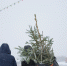 Для новгородцев заготовят около 3,7 тысяч живых новогодних деревьев - Газета Новгород