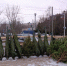 Куда в Великом Новгороде можно сдать живую ёлку после праздников? - 53news.Ru