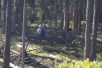 Изображение на камере увеличили и увидели женщину, сидевшую на поваленном дереве вблизи трассы.